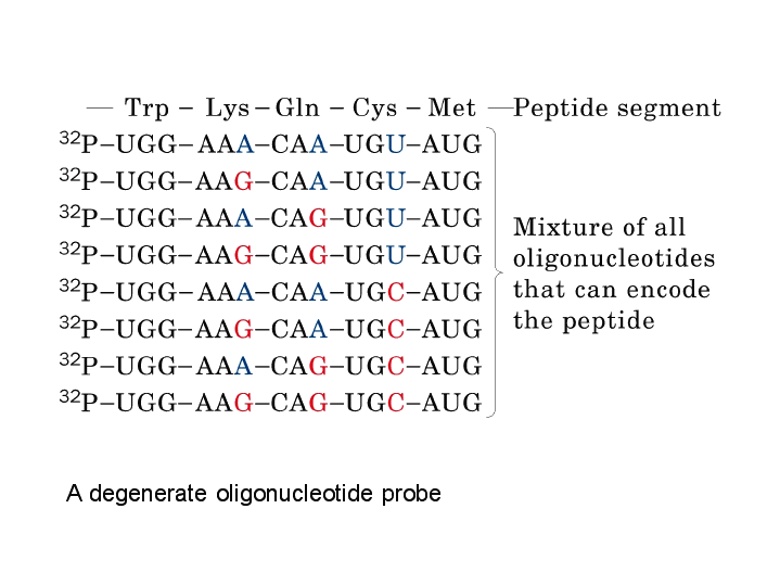 A degenerate oligonucleotide probe