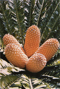 Female cones of Encephalartos natalensis