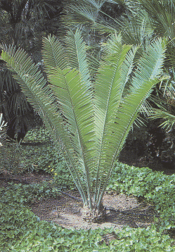 Encephalartos voiensis