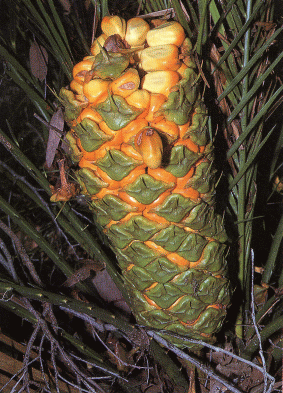 Disintegrating female cone of Macrozamia miguelii