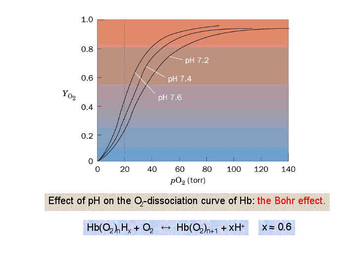 Effect of pH on the O2-dissociation curve of Hb: the Bohr effect.