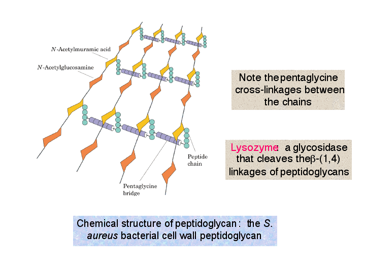 Chemical structure of peptidoglycan: the S. aureus bacterial cell wall