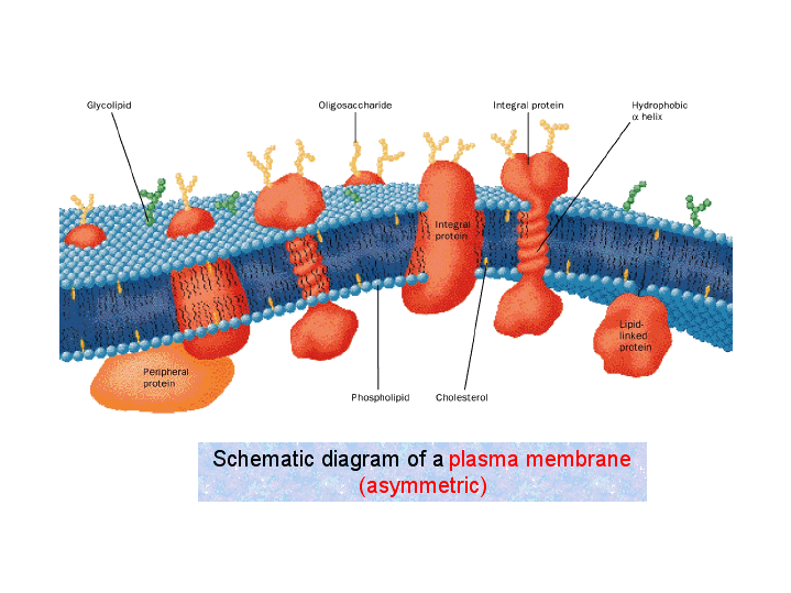 Schematic diagram of a plasma membrane (asymmetric)