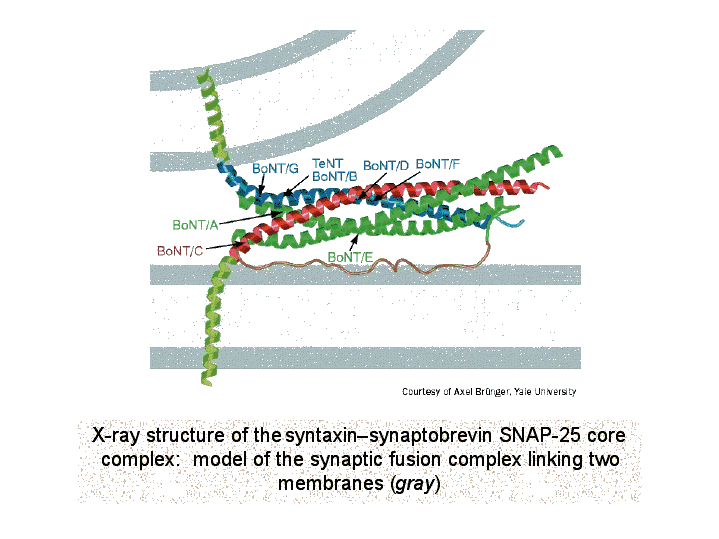 X ray Structure Of The Syntaxin synaptobrevin SNAP 25 Core Complex 