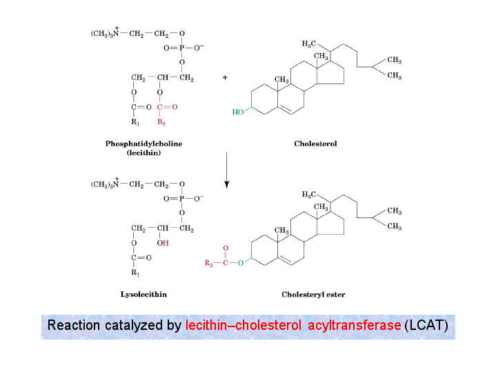 Лецитин формула. Лецитин холестерол ацилтрансфераза. Lecithin cholesterol Acyltransferase - LCAT. Лецитин + холестерол. Лецитин реакции.