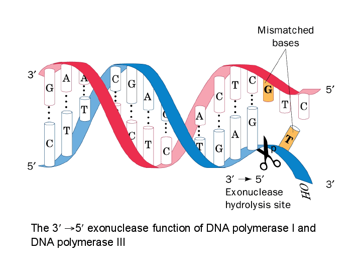 The 3¢ ® 5¢ exonuclease function of DNA polymerase I and DNA polymerase III