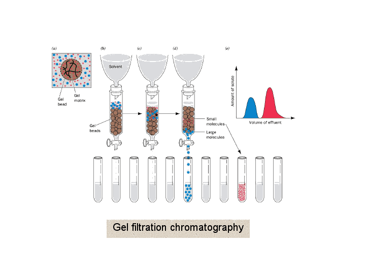 Gel filtration chromatography