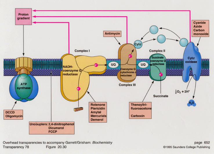 atp-synthase