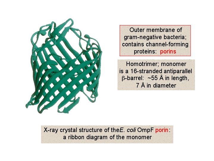 X Ray Crystal Structure Of The E Coli Ompf Porin A Ribbon Diagram Of The Monomer