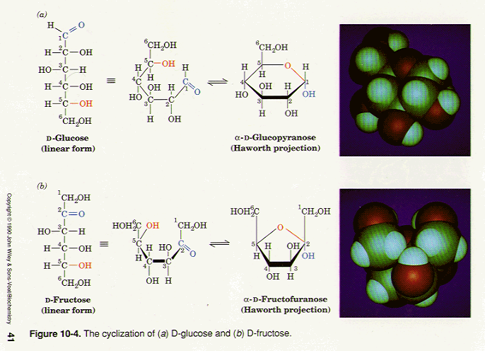 Ring Closure of Glucose and Fructose