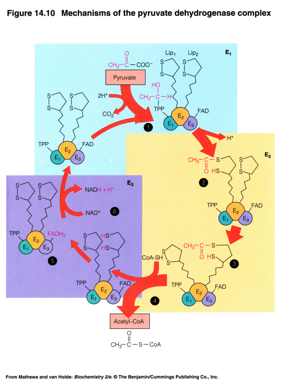 pyruvate dehydrogenase complex