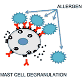 Selective Inhibition of Allergic Responses and Autoimmunity