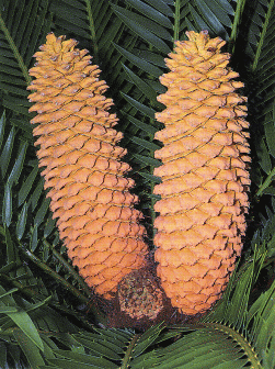 Male cones of Encephalrtos natalensis