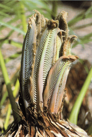Emerging fronds