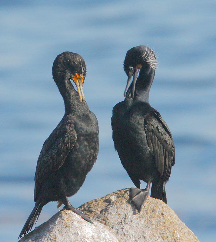 Cormorants image