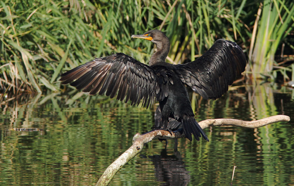 Cormorant
              image