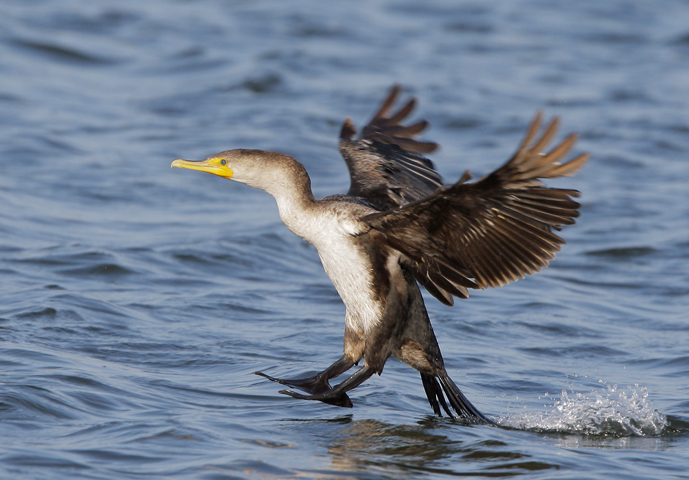 Cormorant image