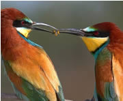 Two bee-eaters