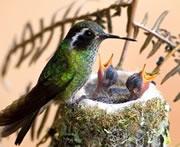 Hummingbird and chicks