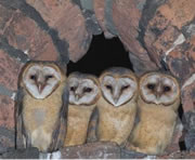 Barn owl chicks