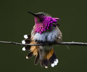 Purple-throated hummingbird