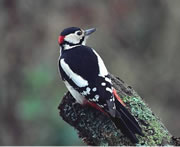 Woodpecker1