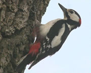 Woodpecker2