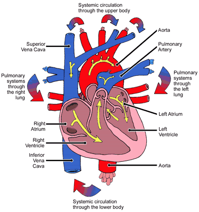 External Circulation