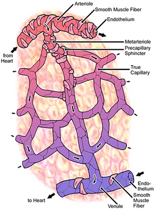 The Capillary Network