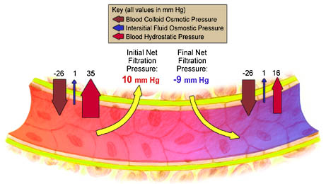 Capillary Filtration