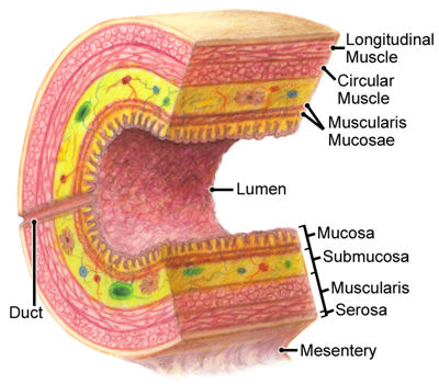 Figure 282: Walls of the Digestive Tract