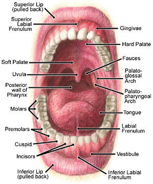 Figure 284a,b: Structures of the Mouth and Teeth