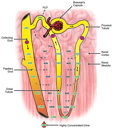 Dehydrated Nephron