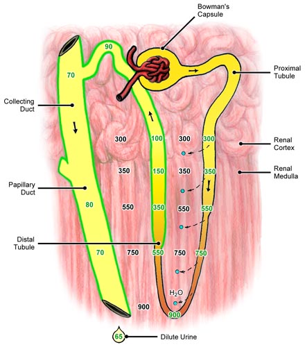 Overhydrated Nephron