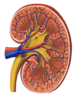Blood Supply of the Kidney