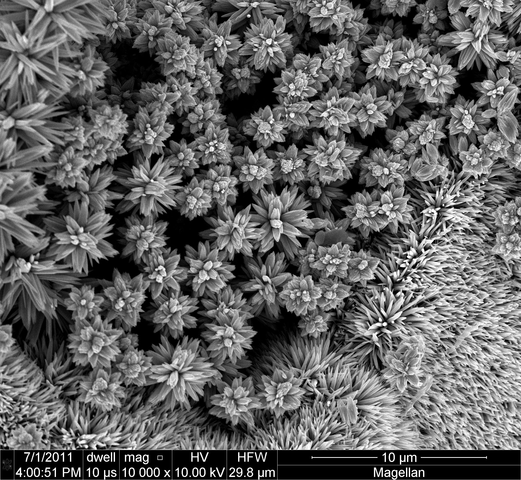 Scanning Electron Microscope (SEM) image of Zinc Oxide (ZnO) nanorods