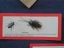 99cockroach.jpg
